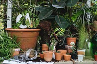 Closeup of plants and pots