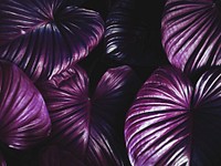 Purple plant textured background