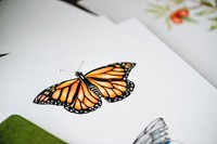 Closeup of a colored butterfly illustration
