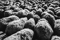 A flock of sheep in India