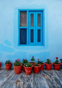 Flower pots with blue wall