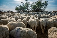 A flock of sheep in India
