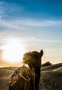 Camel at Thar Desert in Rajasthan India