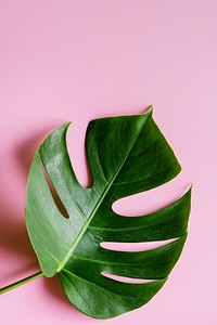 Tropical leaf on pink background