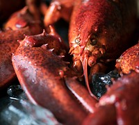 Cooked lobster food photography recipe idea