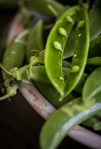 Close up of  green peas