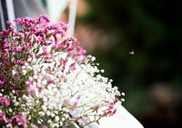 Close up of pink and white statice flowers