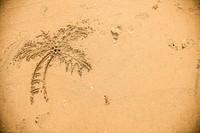 Palm tree drawn in the sand