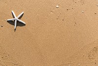 Dried starfish on the beach background