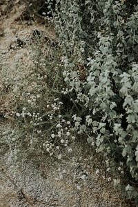 White tiny wildflowers with dry ground