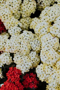 Fresh white and red flowers at a market