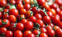 Fresh organic red cherry tomatoes