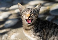 Cute lone stray cat yawning with mouth wide open