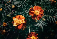Tagetes patula beautifully blooming in the garden