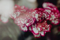 Closeup of pink and white carnations