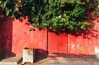 Green plant over a faded red wall