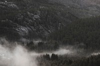 View of the misty woods in Norway