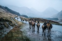 Deers on the road at Glen Etive, Scotland