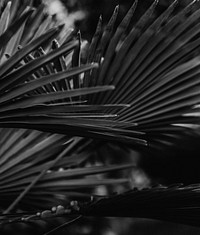 Black and white dwarf palmetto leaves