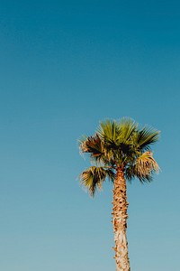 Palm tree under the bright blue sky