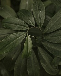 Closeup of tropical leaves with water drops