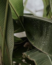Closeup of bird of paradise leaves