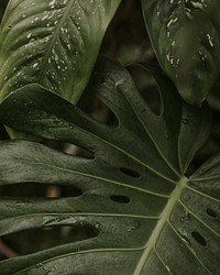 Close up of green split leaf philodendron