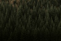 Black forest featuring coniferous evergreen trees