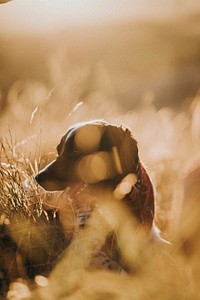 Dog in a brown grass field
