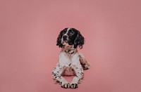 Portrait of a dog in a studio against a pink backdrop