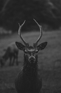 Closeup of deer in nature