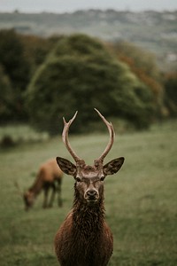 Deer in a meadow