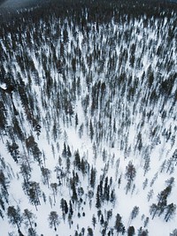 Aerial view of a snowy forest