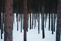 Snowy grounds with tree trunks in the woods
