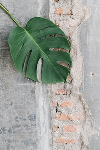 Monstera leaf on a brick wall