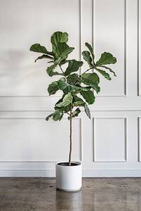 Room decoration with a plant