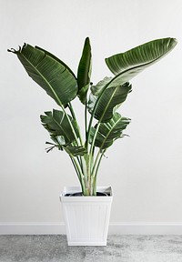 Green plant decoration design mockup