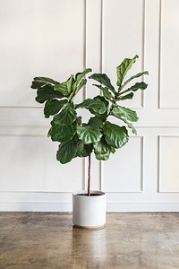 Room decoration with a plant
