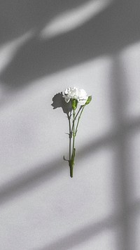 White carnation on a gray wall