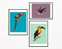 Photo frames with bird pictures on a white wall
