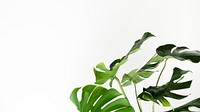 Monstera desktop background wallpaper, aesthetic HD nature image