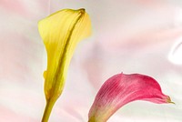 Close up of yellow and pink lily flowers