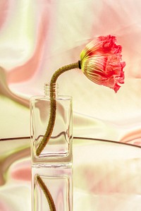 Pink poppy flower in a clear glass vase