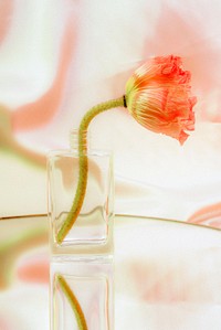 Pink poppy flower in a clear glass vase