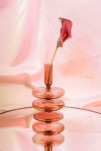 Pink lily flower in a vase on pink background