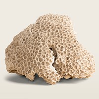 Natural coral on beige background