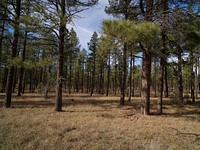 A view near Flagstaff of a tiny portion of a point of Arizona pride: the largest contiguous tract of ponderosa pine forest in the world, stretching from the New Mexico border northwest to the Grand Canyon.