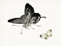 Vintage Illustration of Butterflies.