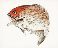 Vintage Illustration of Tai (Red Seabream) fish.