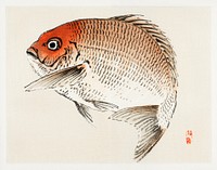 Tai (Red Seabream) fish by <a href="https://www.rawpixel.com/search/K%C5%8Dno%20Bairei?sort=curated&amp;page=1">Kōno Bairei</a> (1844-1895). Digitally enhanced from our own original 1913 edition of Bairei Gakan. 
